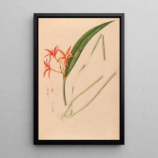 Iconography of Brazilian orchids Painting Pl53 - João Barbosa Rodrigues — framed artwork on a wall