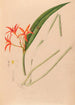 Iconography of Brazilian orchids Painting Pl53 - João Barbosa Rodrigues — artwork view