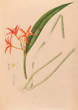 Iconography of Brazilian orchids Painting Pl53 - João Barbosa Rodrigues — artwork view