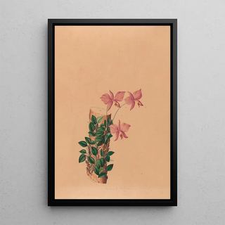Iconographie des orchidées du Brésil Pl54 - João Barbosa Rodrigues — framed artwork on a wall