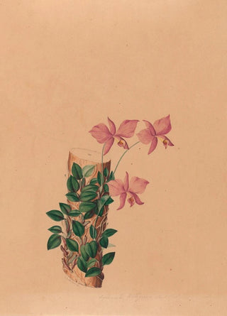 Iconographie des orchidées du Brésil Pl54 - João Barbosa Rodrigues — artwork view