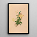 Iconographie des orchidées du Brésil Pl55 - João Barbosa Rodrigues — framed artwork on a wall