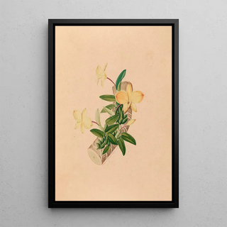 Iconographie des orchidées du Brésil Pl55 - João Barbosa Rodrigues — framed artwork on a wall