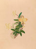 Iconographie des orchidées du Brésil Pl55 - João Barbosa Rodrigues — artwork view