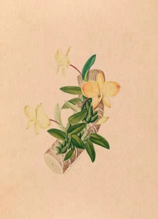 Iconographie des orchidées du Brésil Pl55 - João Barbosa Rodrigues — artwork view