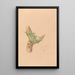 Iconographie des orchidées du Brésil Pl56 - João Barbosa Rodrigues — framed artwork on a wall