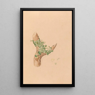 Iconographie des orchidées du Brésil Pl56 - João Barbosa Rodrigues — framed artwork on a wall