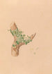 Iconographie des orchidées du Brésil Pl56 - João Barbosa Rodrigues — artwork view