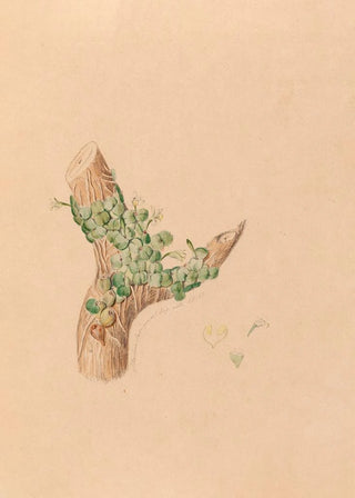 Iconographie des orchidées du Brésil Pl56 - João Barbosa Rodrigues — artwork view