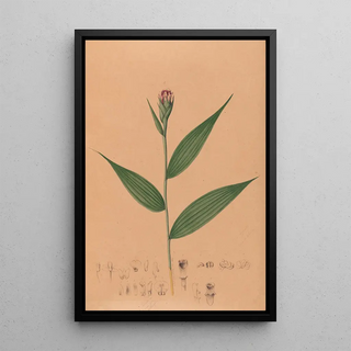 Iconography of Brazilian orchids Painting Pl57 - João Barbosa Rodrigues — framed artwork on a wall