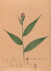 Iconography of Brazilian orchids Painting Pl57 - João Barbosa Rodrigues — artwork view