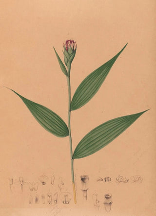 Iconography of Brazilian orchids Painting Pl57 - João Barbosa Rodrigues — artwork view