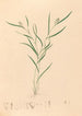 Iconographie des orchidées du Brésil Pl58 - João Barbosa Rodrigues — artwork view