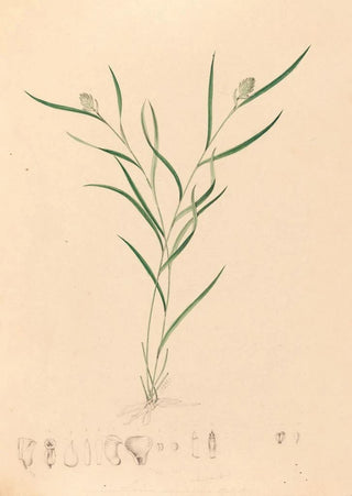Iconographie des orchidées du Brésil Pl58 - João Barbosa Rodrigues — artwork view