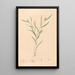 Iconographie des orchidées du Brésil Pl58 - João Barbosa Rodrigues — framed artwork on a wall