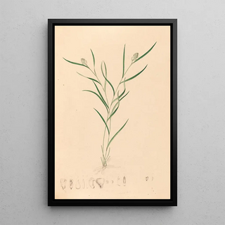 Iconographie des orchidées du Brésil Pl58 - João Barbosa Rodrigues — framed artwork on a wall