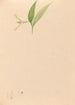 Iconography of Brazilian orchids Pl59 - João Barbosa Rodrigues — artwork view