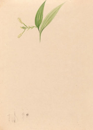 Iconography of Brazilian orchids Pl59 - João Barbosa Rodrigues — artwork view