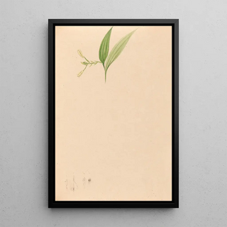 Iconography of Brazilian orchids Pl59 - João Barbosa Rodrigues — framed artwork on a wall
