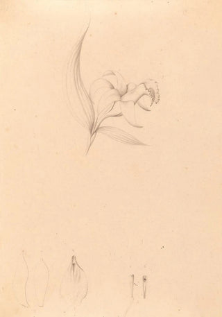 Iconography of Brazilian orchids Pl60 - João Barbosa Rodrigues — artwork view