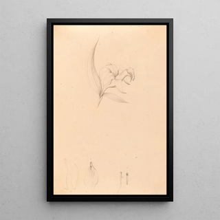 Iconography of Brazilian orchids Pl60 - João Barbosa Rodrigues — framed artwork on a wall