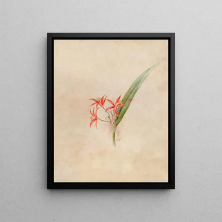 Joo Barbosa Rodrigues - Iconographie des orchidees du Bresil Pl61.webp