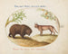 A bear and a lynx - Joris Hoefnagel — artwork view