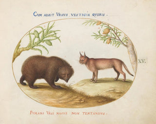 A bear and a lynx - Joris Hoefnagel — artwork view