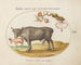a Bull and a Horned Animal - Joris Hoefnagel — artwork view