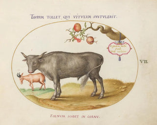 a Bull and a Horned Animal - Joris Hoefnagel — artwork view