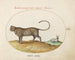 a cheetah and a wild sheep - Joris Hoefnagel — artwork view
