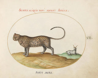 a cheetah and a wild sheep - Joris Hoefnagel — artwork view