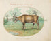A Cow - Joris Hoefnagel — artwork view