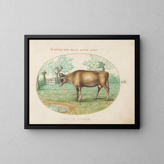 A Cow - Joris Hoefnagel — framed artwork on a wall
