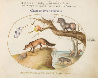 a painting featuring a fox, a hyena, a baboon, a sea wolf, and a glutton - Joris Hoefnagel — artwork view