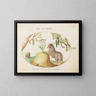 a sheep with a fat tail, a long-tailed sheep, a cassia purgatrix, and other plants - Joris Hoefnagel — framed artwork on a wall