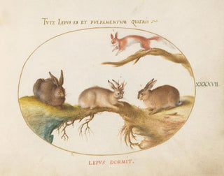 a hare, a jackalope, a rabbit, and a spotted squirrel - Joris Hoefnagel — artwork view