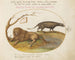 a lion and a civet - Joris Hoefnagel — artwork view