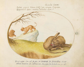 a lioness with two lions in the background - Joris Hoefnagel — artwork view