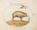 a pig with acorns - Joris Hoefnagel — artwork view