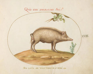 a pig with acorns - Joris Hoefnagel — artwork view