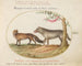 A red fox and a wolf - Joris Hoefnagel — artwork view