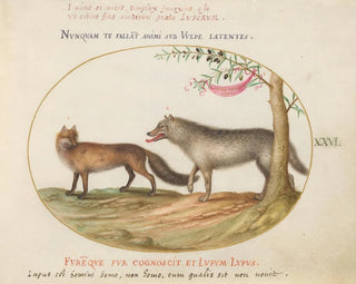 A red fox and a wolf - Joris Hoefnagel — artwork view