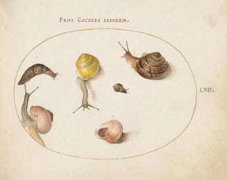a slug with snails - Joris Hoefnagel — artwork view