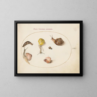 a slug with snails - Joris Hoefnagel — framed artwork on a wall