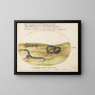 a serpent, a fire salamander, and a two-legged serpent-like creature - Joris Hoefnagel — framed artwork on a wall