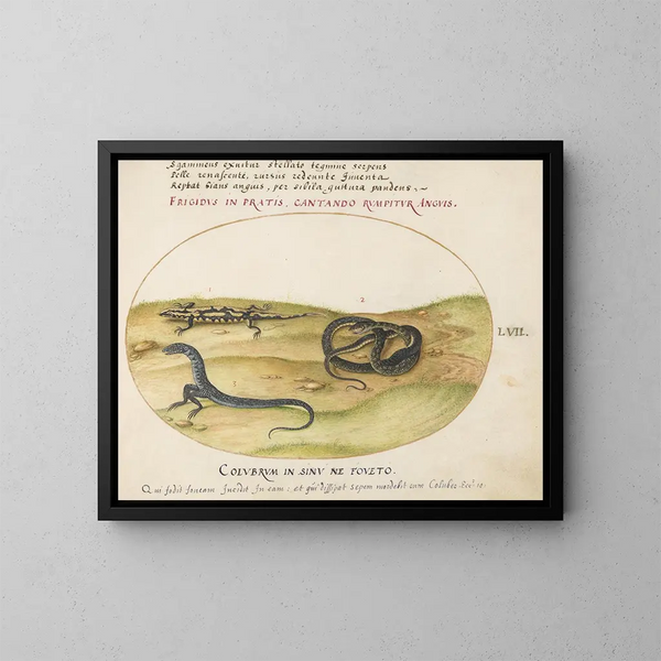 a serpent, a fire salamander, and a two-legged serpent-like creature - Joris Hoefnagel — framed artwork on a wall