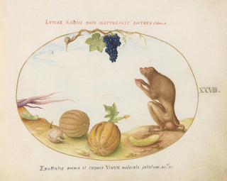 a Barbary macaque tartarin with a fruit and a snail - Joris Hoefnagel — artwork view