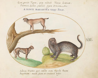 a tiger, a lynx, and a jaguar - Joris Hoefnagel — artwork view