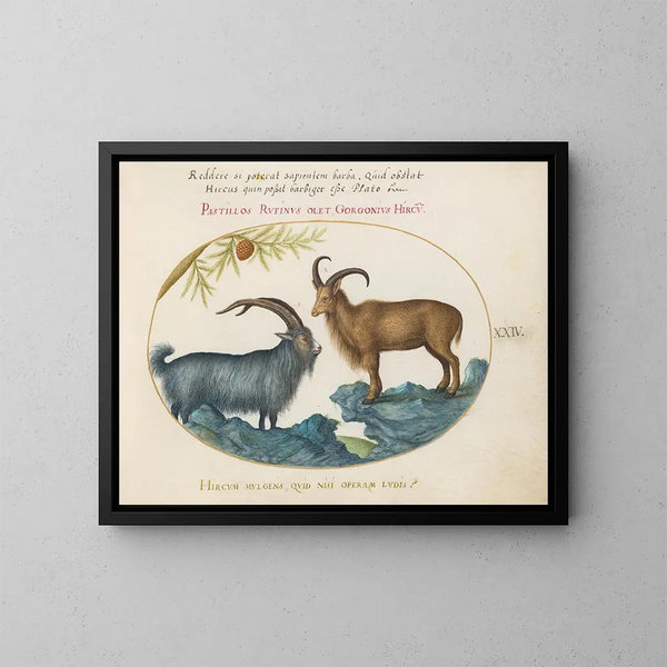 A wild goat and a Barbary mouflon - Joris Hoefnagel — framed artwork on a wall